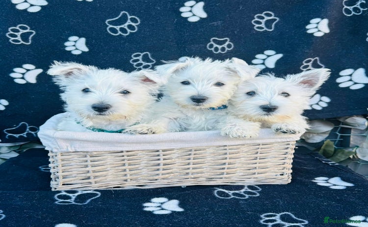 West Highland Terrier dogs - Advert 1