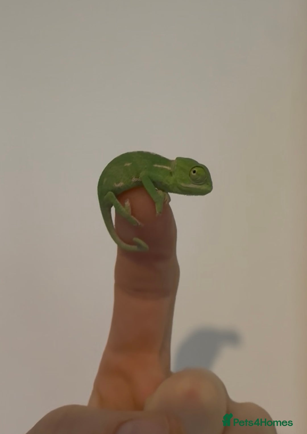 Chameleon reptiles for sale: Veiled chameleons - Advert 3