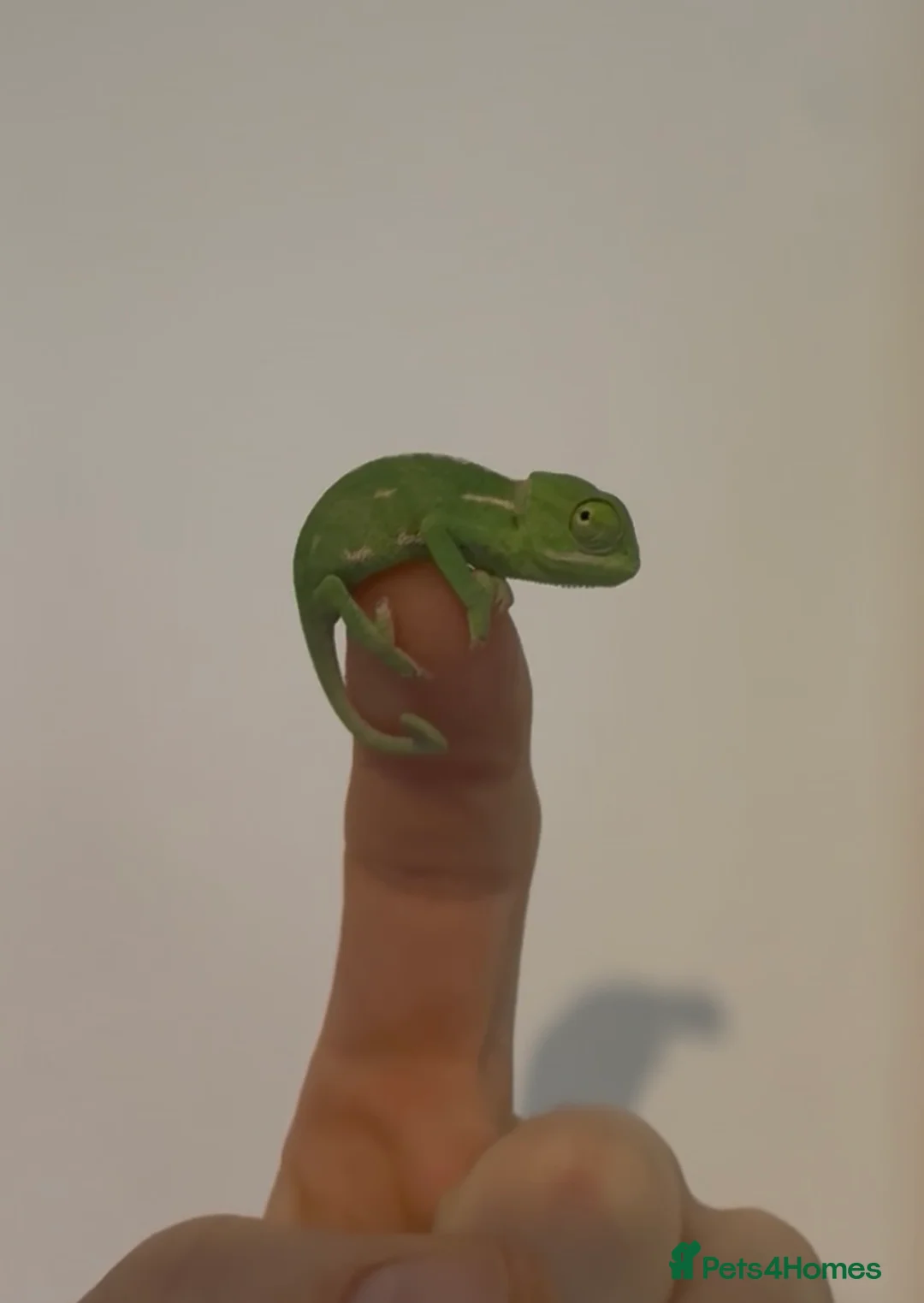 Chameleon reptiles for sale: Veiled chameleons - Advert 3