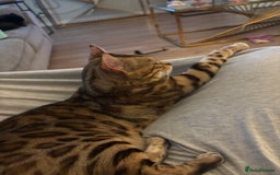 Bengal cats for sale: Friendliest bengal you will ever meet - Image 1