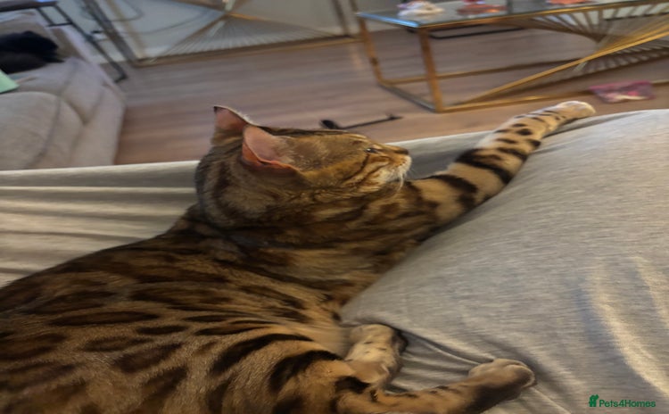 Bengal cats - Advert 12