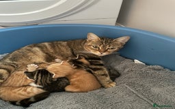 Mixed Breed cats for sale: 4 gorgeous mixed breed kittens - Image 2