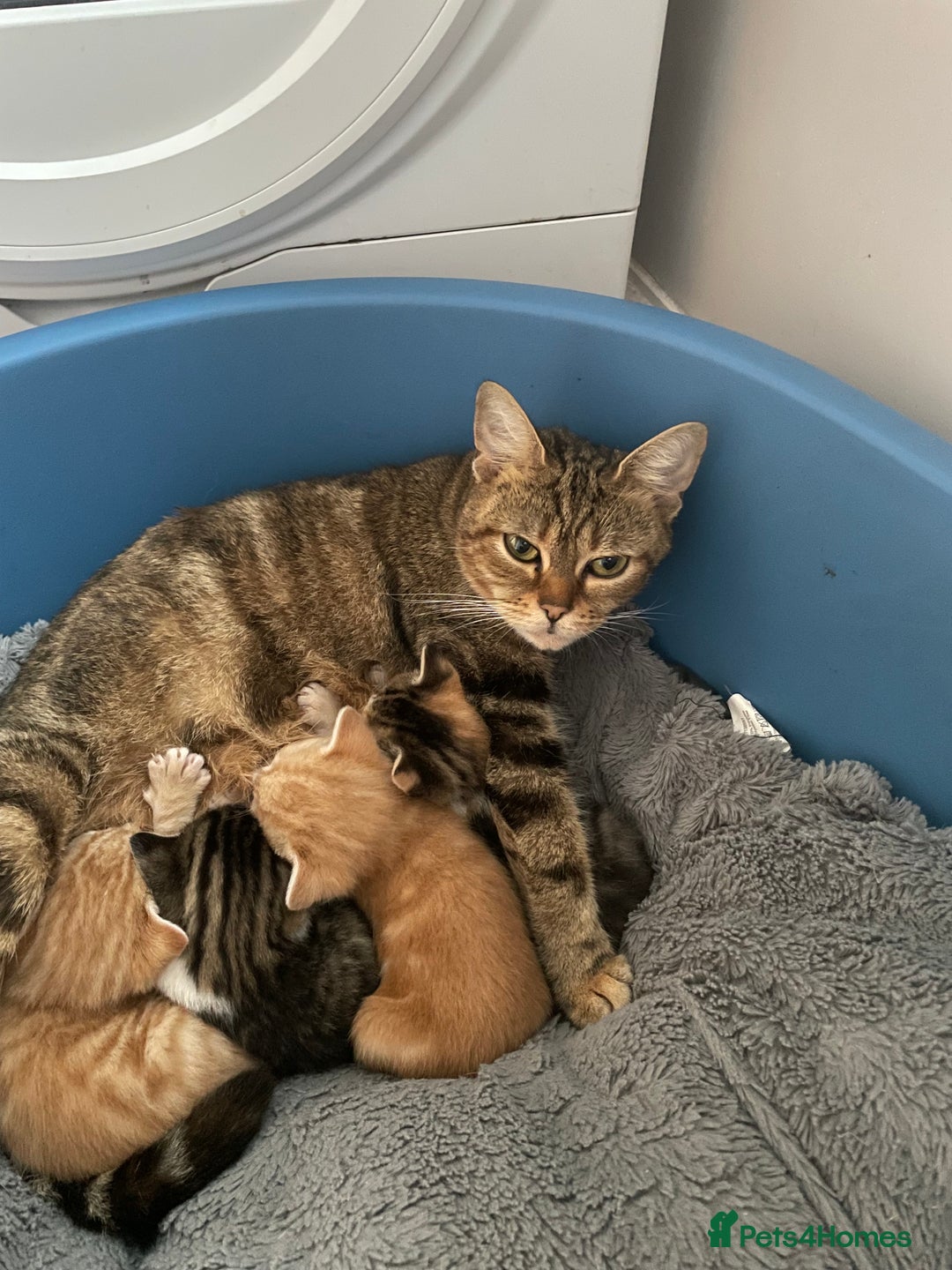 Mixed Breed cats for sale: 4 gorgeous mixed breed kittens - Image 2