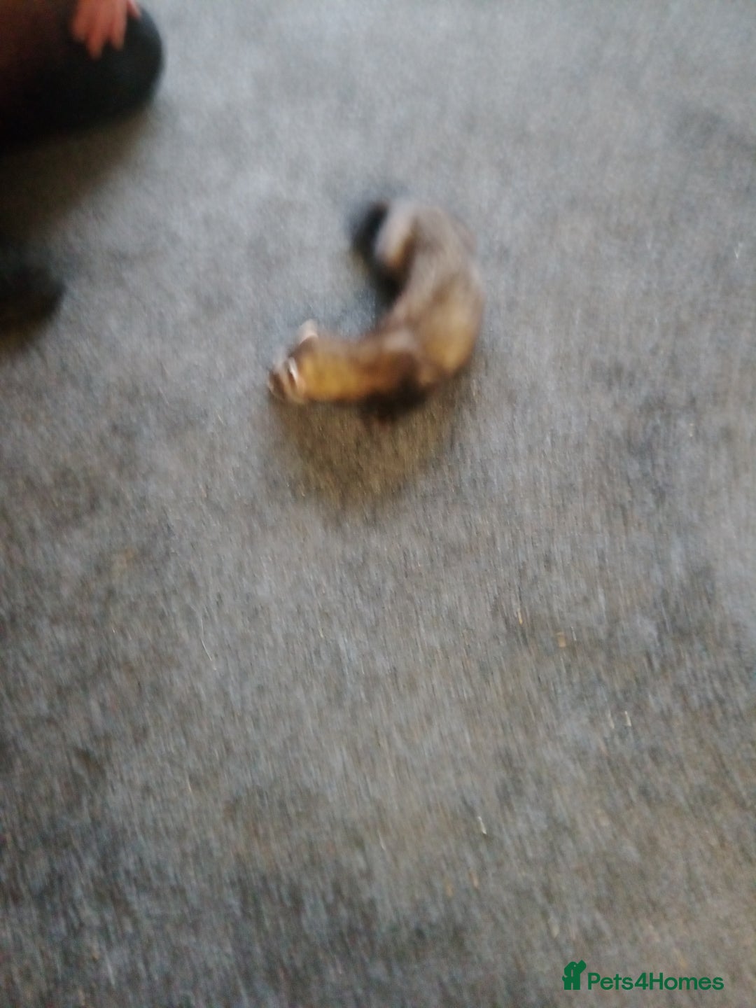 Ferret rodents for sale: Ferrets for sale - Image 2
