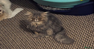Persian cats - Advert 8