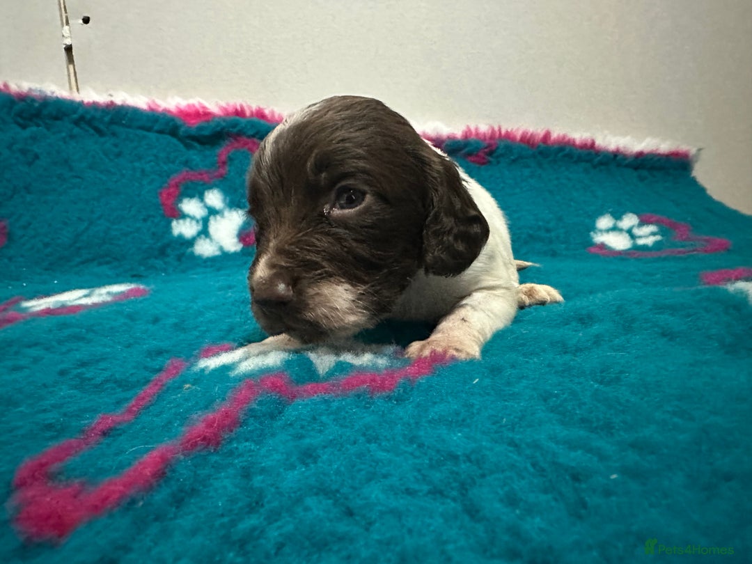 Sprocker dogs for sale: Sprocker spaniel puppies  - Advert 9