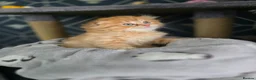 Scottish Fold cats for sale: Scottish fold litter due early September - Advert 3