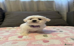 Maltese dogs for sale: Maltese puppies - Image 5