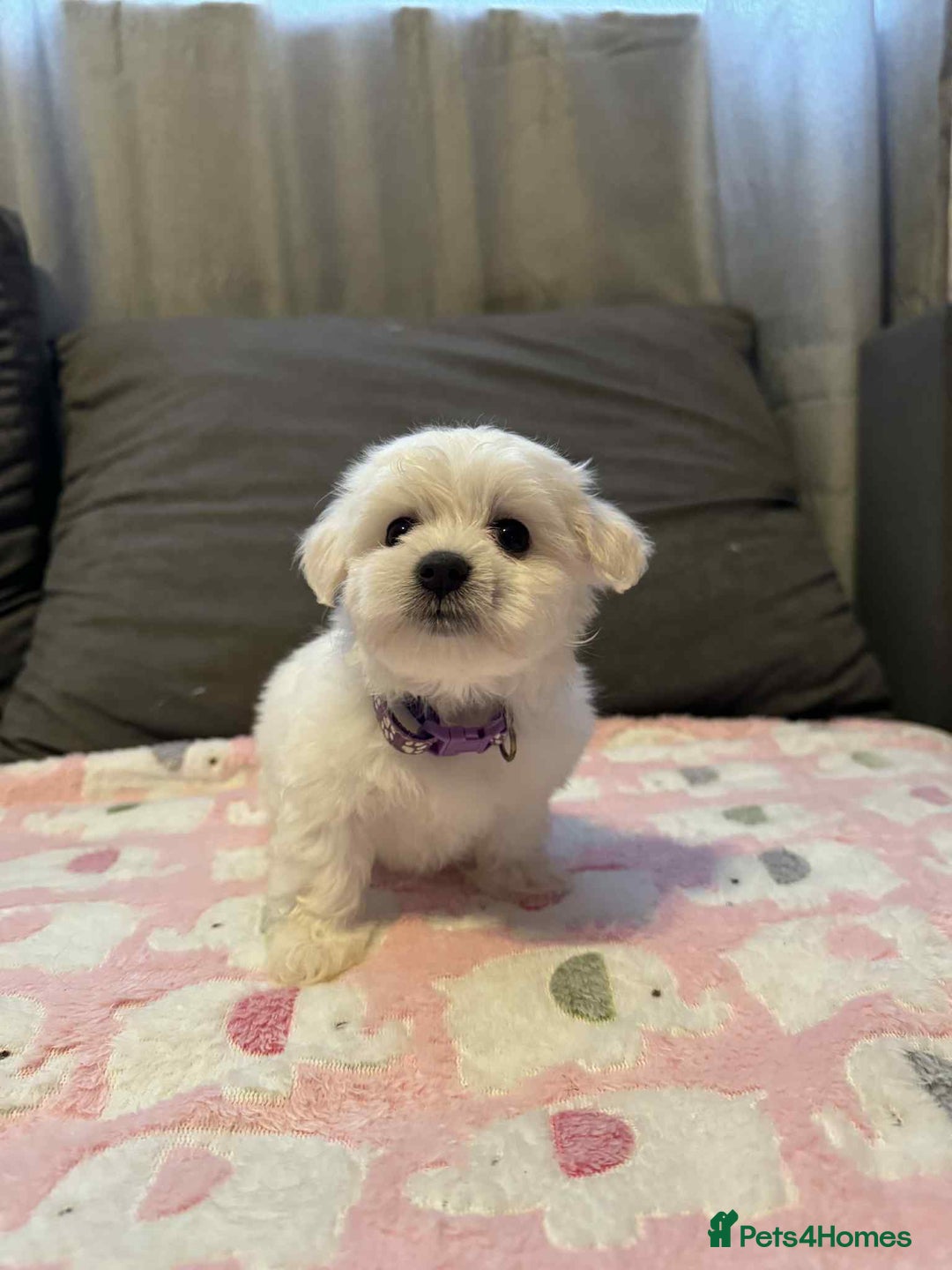 Maltese dogs for sale: Maltese puppies - Image 5