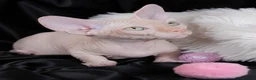 Sphynx cats for sale: Beautiful  Kittens 2 Boys & 1 Girl Available 💎 - Advert 34