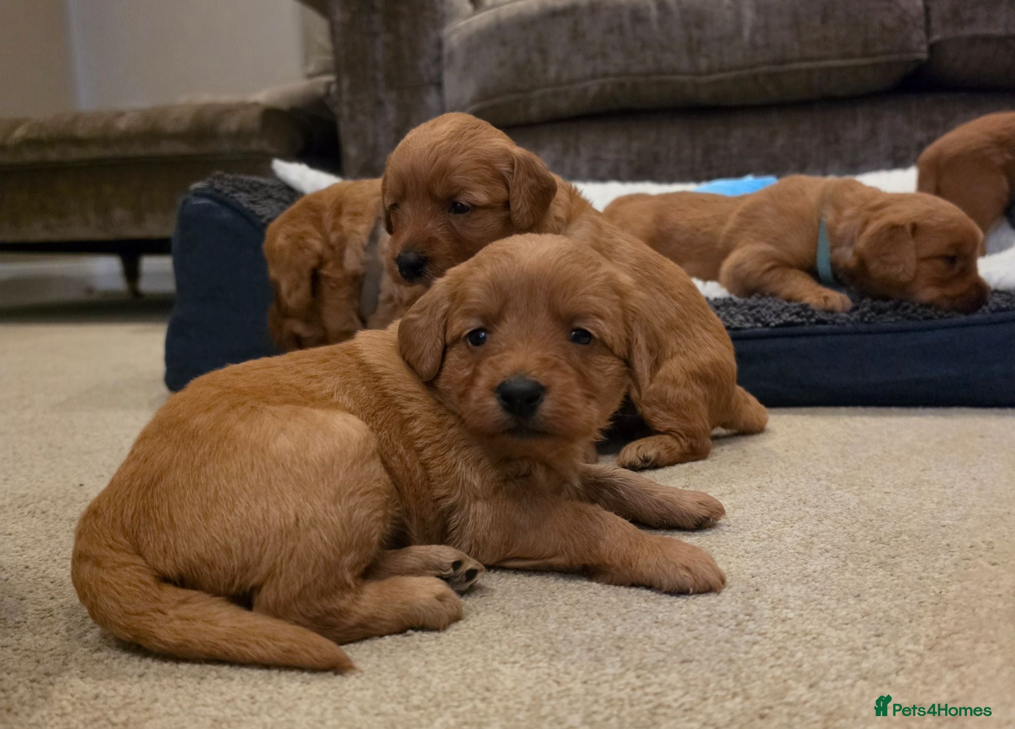 Labradoodle dogs LABRADOODLES F1 ( HEALTH TESTED PARENTS & G/PARENT - Advert 1
