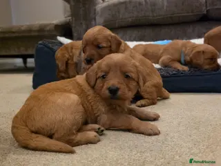 Labradoodle dogs LABRADOODLES F1 ( HEALTH TESTED PARENTS & G/PARENT - Advert 1