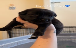 Mixed Breed dogs for sale: German Shepherd Mix Puppies - Image 4
