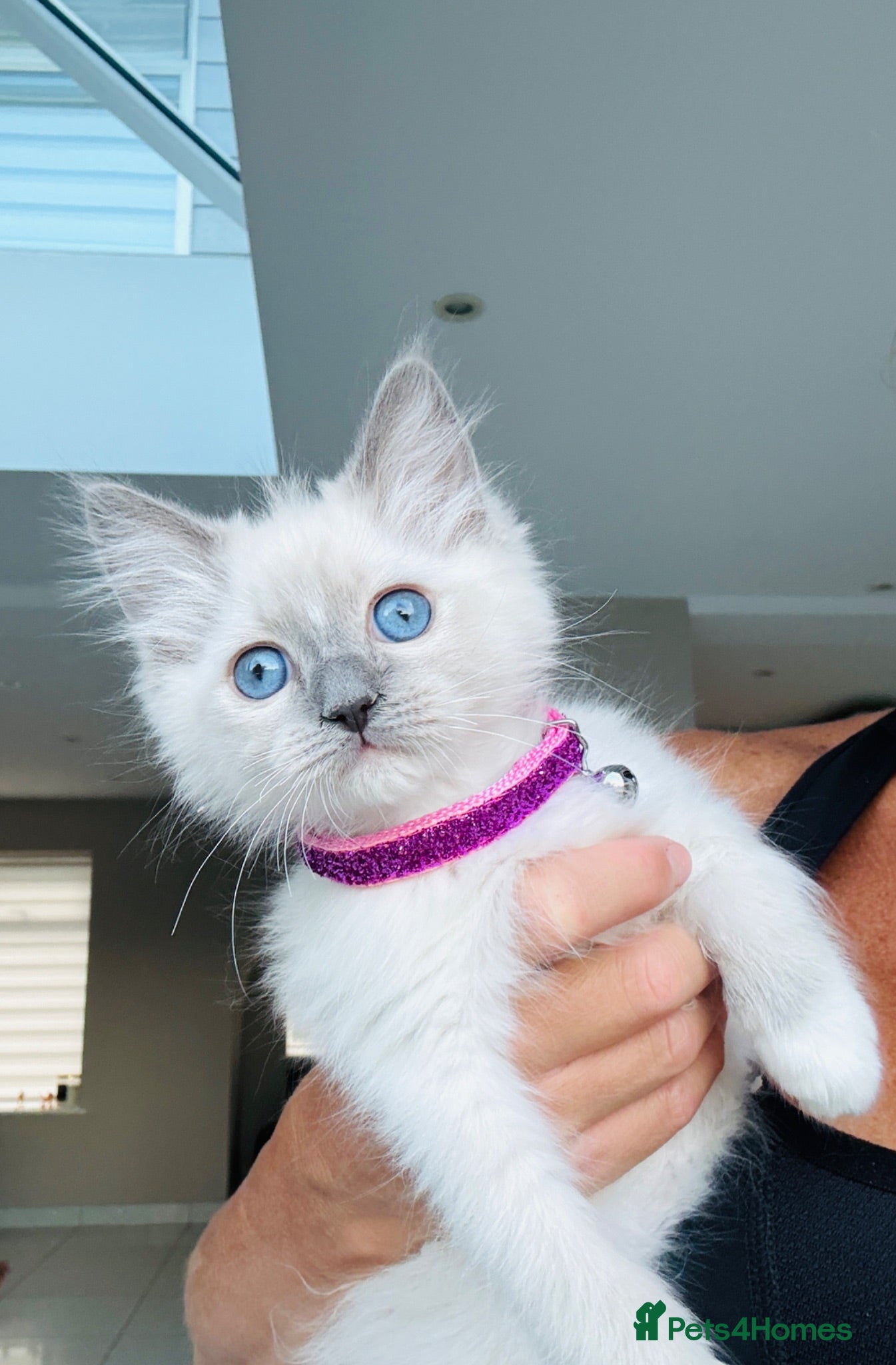 Ragdoll cats Full breed ragdoll female - Advert 16