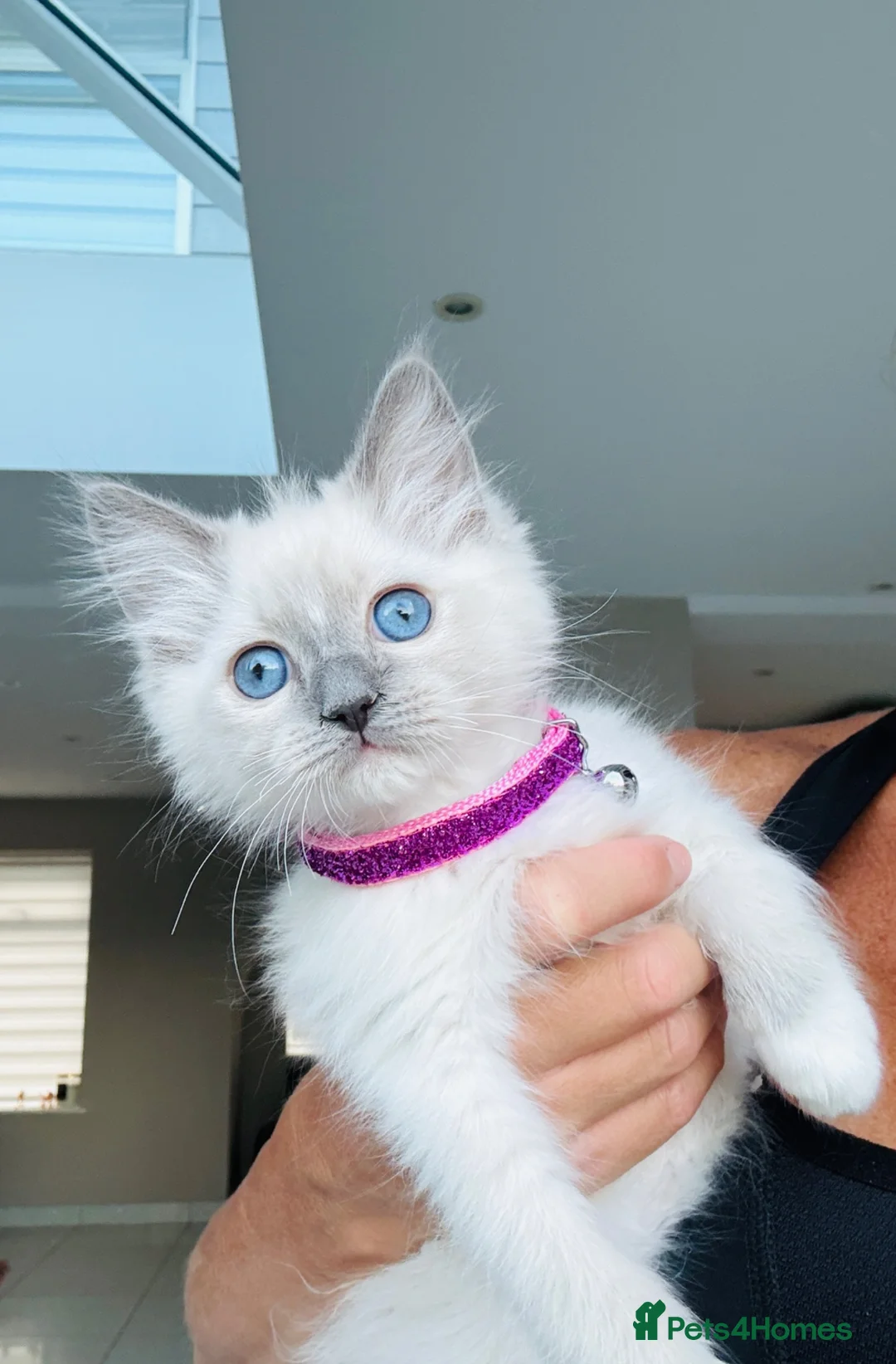 Ragdoll cats for sale: Full breed ragdoll female - Advert 2