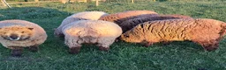 Sheep livestock for sale: Coloured Ryeland Sheep - Advert 3