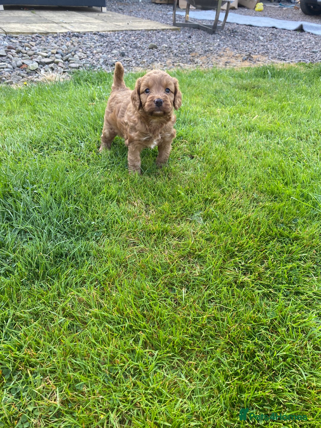 Cockapoo dogs for sale: Cockapoo F1 - Image 1