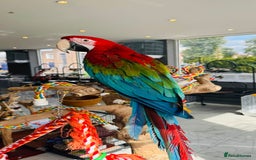 Parrots birds for sale: Parrots  - Image 9