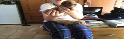 Cavapoo dogs for sale: Toy F1 male red cavapoo pups  - Advert 2