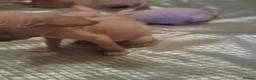Sphynx cats for sale: Sphynx kittens 2 girls 1 boy - Advert 9