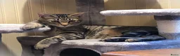Domestic Shorthair cats for sale: Brown Tabby Kitten 🐾 - Advert 1