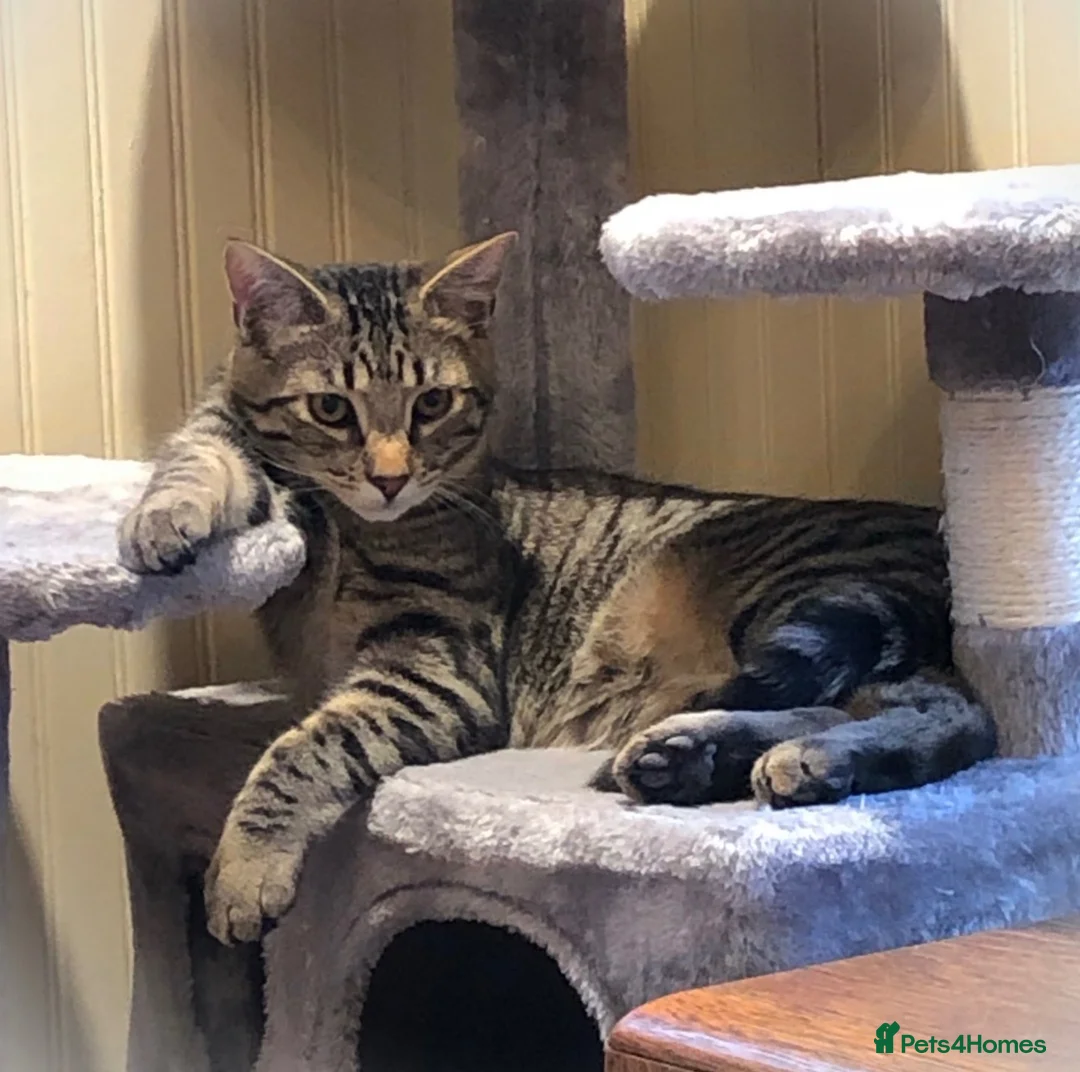 Domestic Shorthair cats for sale: Brown Tabby Kitten 🐾 - Advert 1