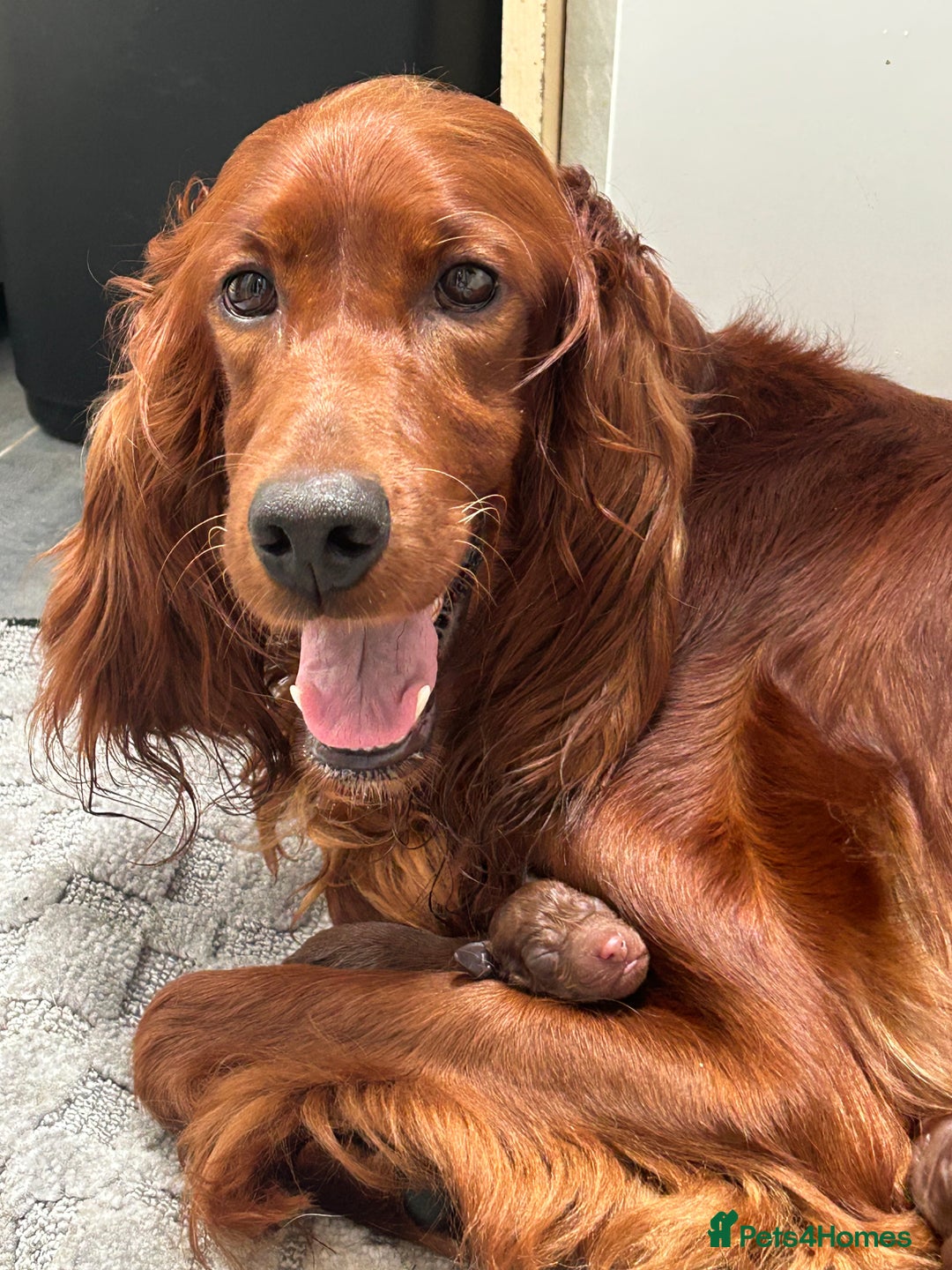Irish Setter dogs for sale: Out standing litter of kc reg Irish setters - Image 27