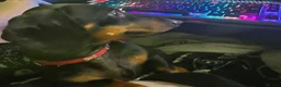 Miniature Dachshund dogs for sale: Wonderful litter of black & tan pups - Advert 9