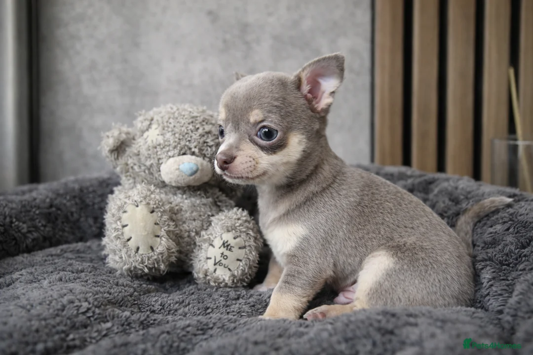 Chihuahua dogs for sale: Tiny Chihuahua Puppies – Сhristmаs Babies - Advert 9