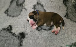 Boxer dogs for sale: Boxer puppies - Image 15
