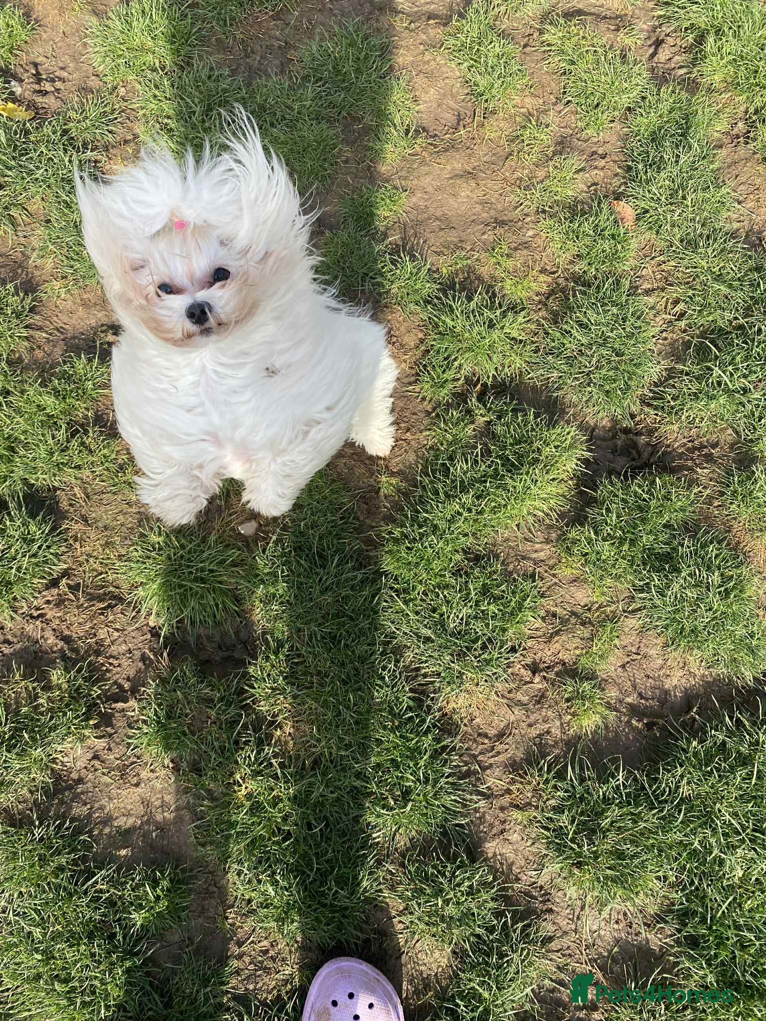 Maltese dogs Beautiful KC Maltese Camilla - Advert 16