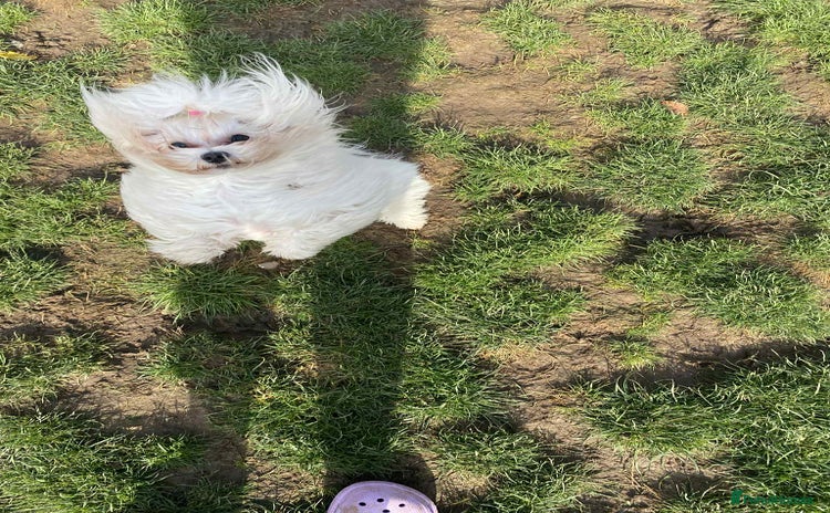 Maltese dogs - Advert 1