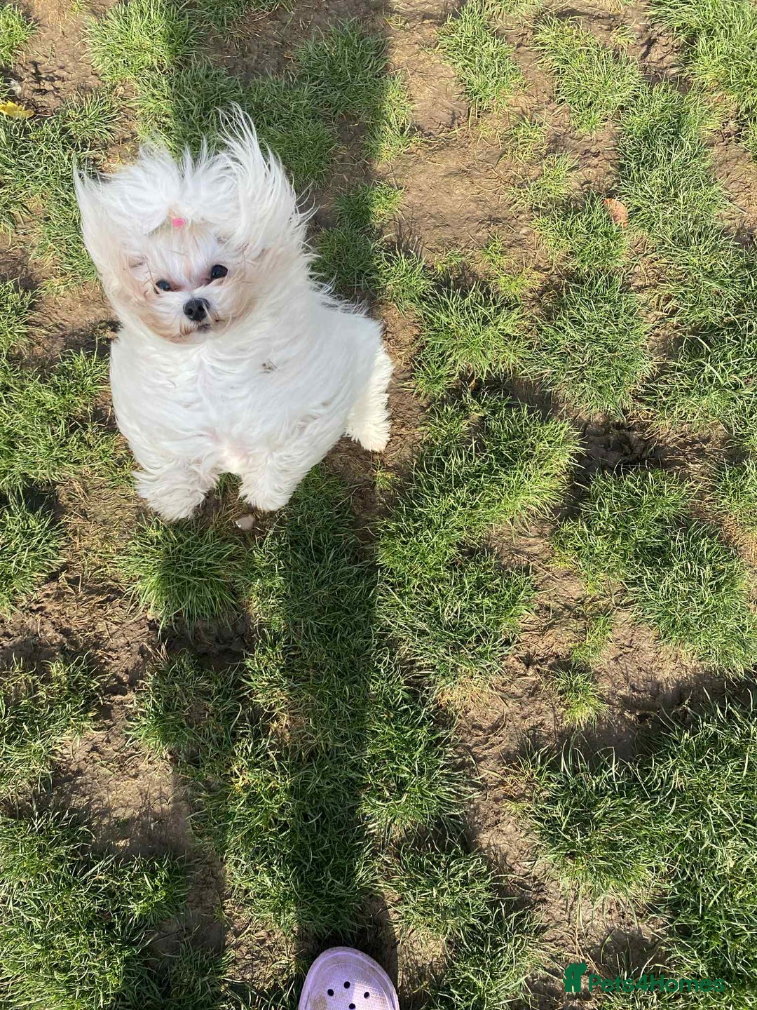 Maltese dogs for sale: Beautiful KC Maltese Camilla - Image 1