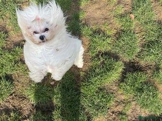 Maltese dogs - Advert 1