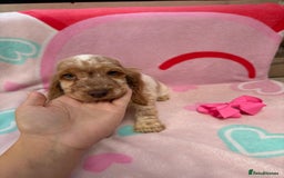 Cocker Spaniel dogs for sale: Cocker spaniel puppy - Image 4