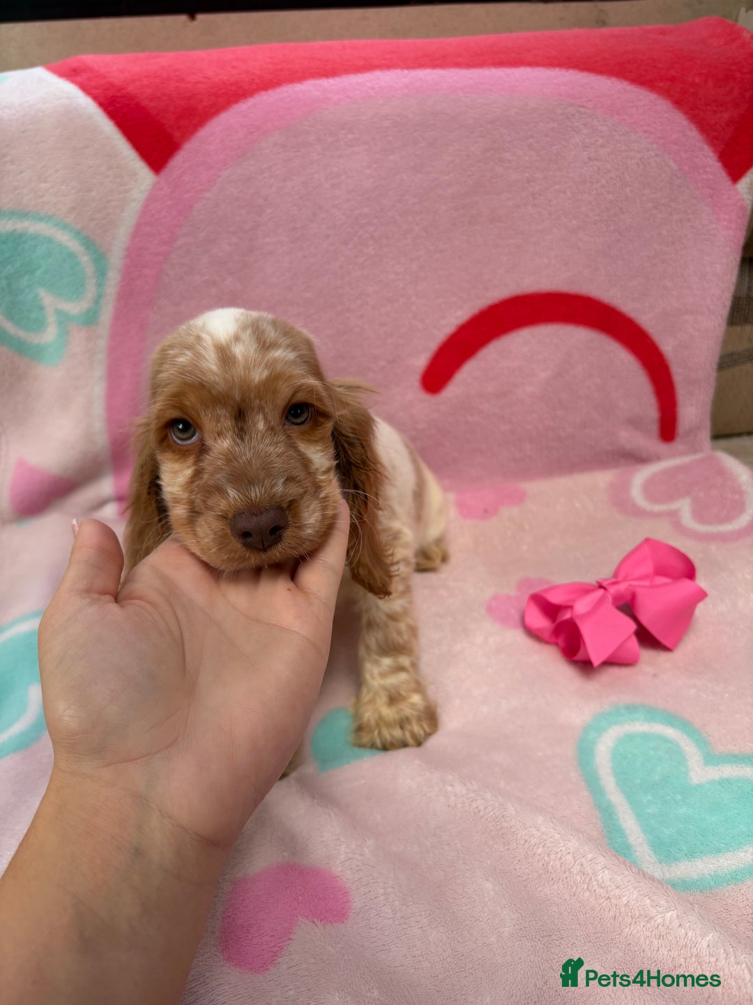 Cocker Spaniel dogs for sale: Cocker spaniel puppy - Image 4