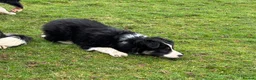 Border Collie dogs for sale: Border Collie Pups in Machynlleth - Advert 16