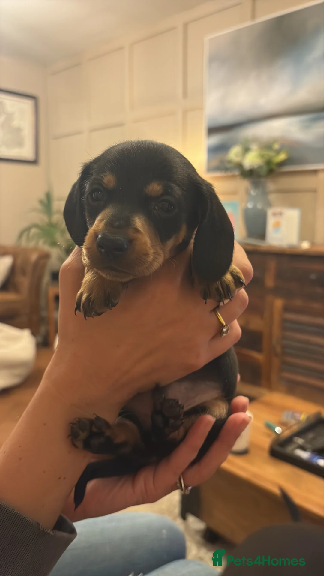 Dachshund dogs for sale: Dachshund puppies in Blackburn - Advert 1