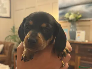 Dachshund dogs Dachshund puppies - Advert 1