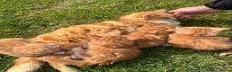 Mixed Breed cats for sale: Cats for sale  in Harlow - Advert 17