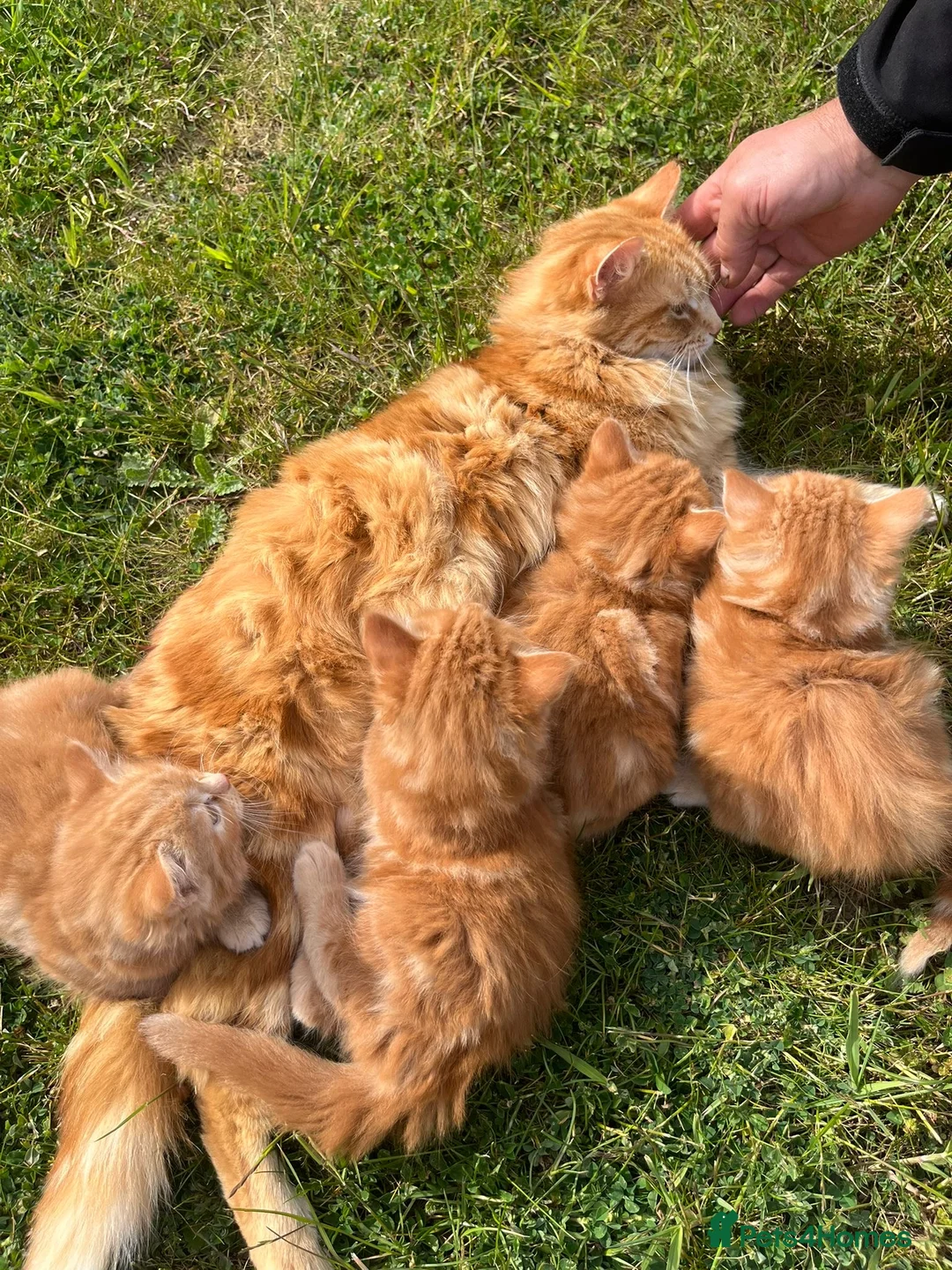 Mixed Breed cats for sale: Cats for sale  in Harlow - Advert 17
