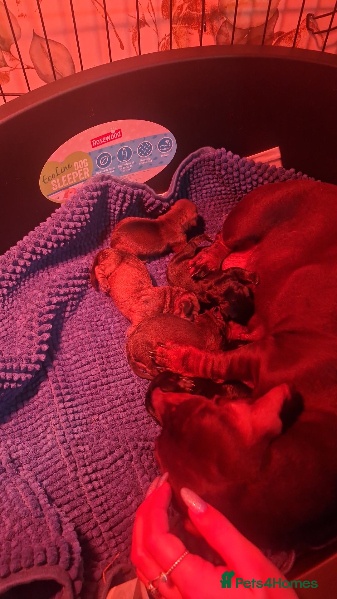 Dachshund dogs for sale: Gorgeous KC standard dachsund pups - Advert 11