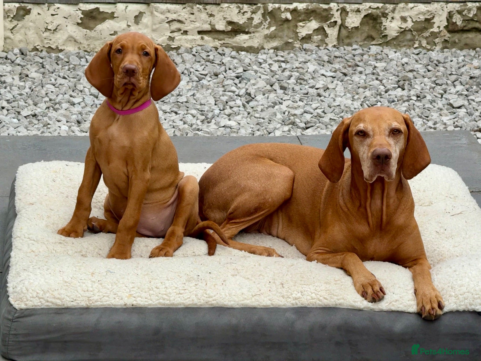 Hungarian Vizsla dogs Hungarian Vizslas - Advert 2