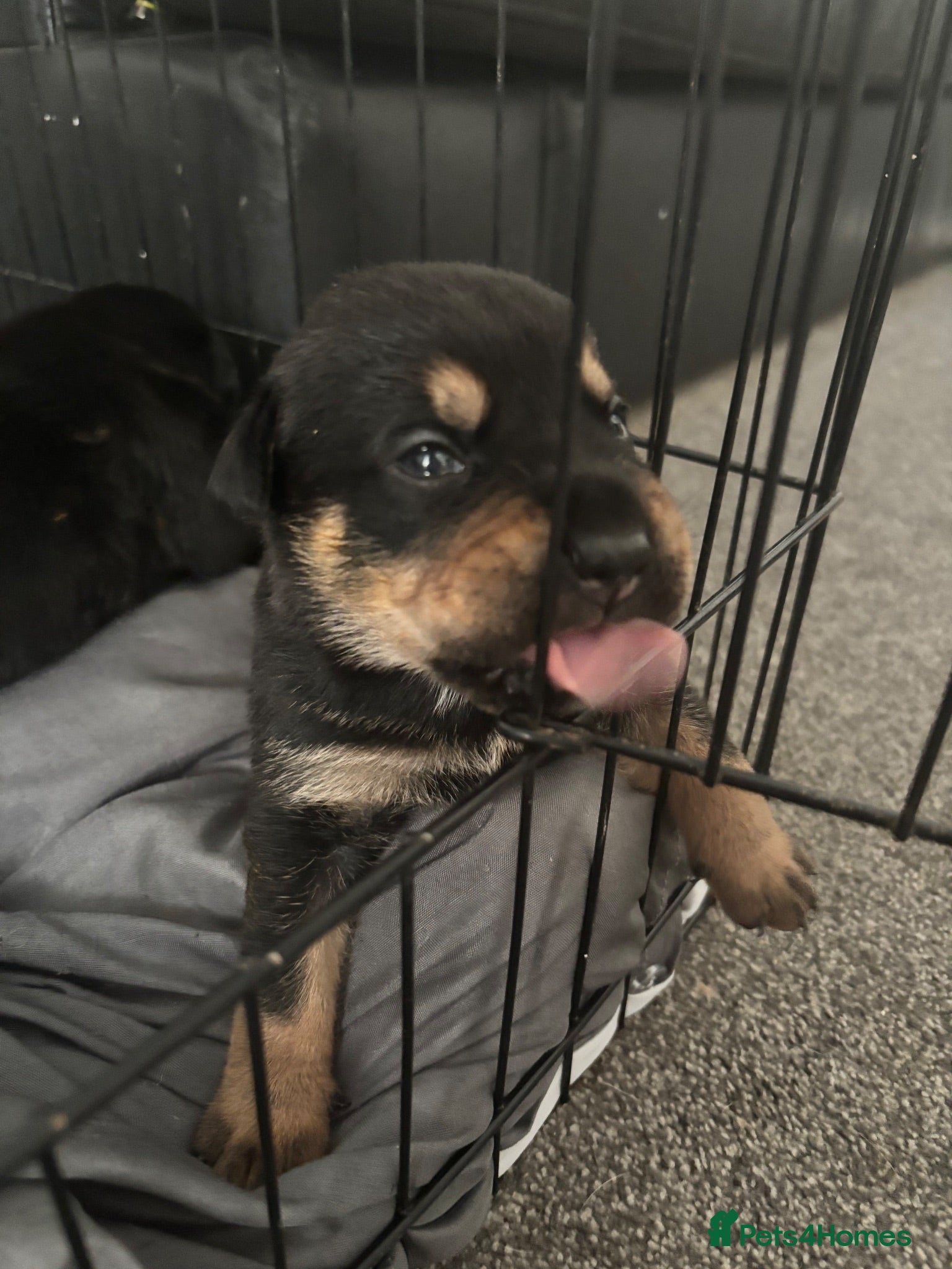 Mixed Breed dogs 6 gorgeous old tyme bulldog x GSD - Advert 2