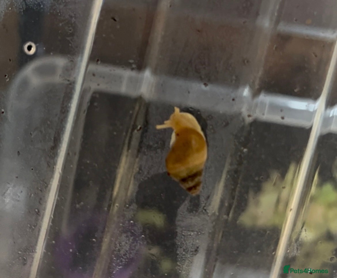 Snails invertebrates FREE ALBINO/WILD MORPH GALS BABIES - Advert 2
