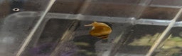 Snails invertebrates for sale: FREE ALBINO/WILD MORPH GALS BABIES - Advert 2