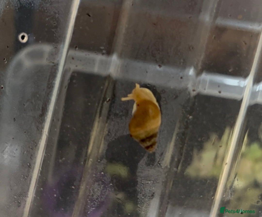 Snails invertebrates for sale: FREE ALBINO/WILD MORPH GALS BABIES - Advert 2