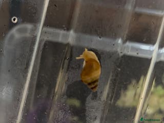 Snails invertebrates FREE ALBINO/WILD MORPH GALS BABIES - Advert 2