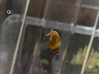 Snails invertebrates FREE ALBINO/WILD MORPH GALS BABIES - Advert 8