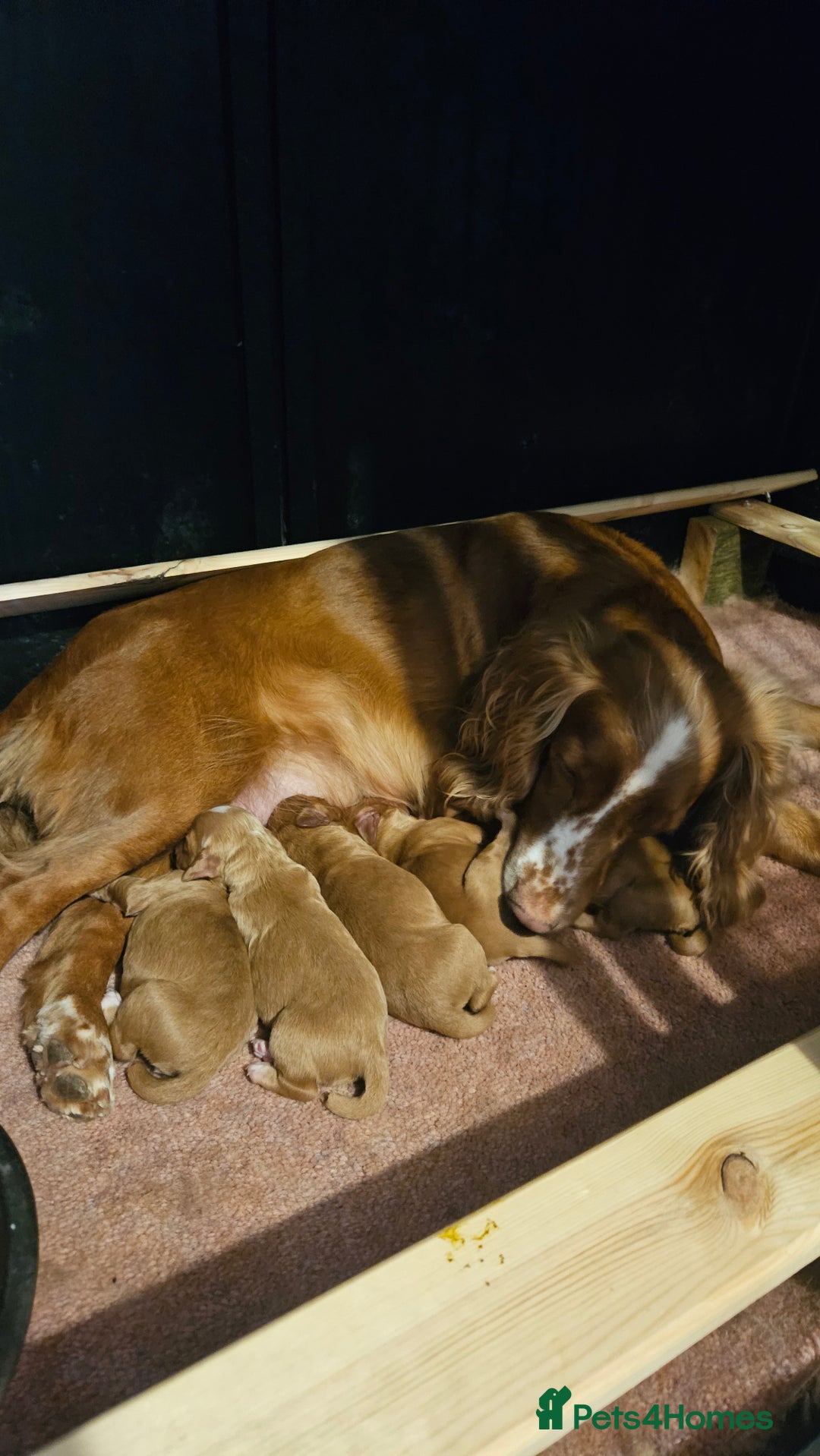 Cocker Spaniel dogs for sale: Working cocker-spaniels - Image 4